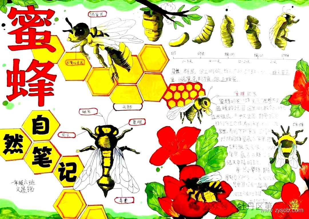 “小动物的家”关于小动物的手抄报图片-第2张 “小动物的家”关于小动物的手抄报图片-第2张