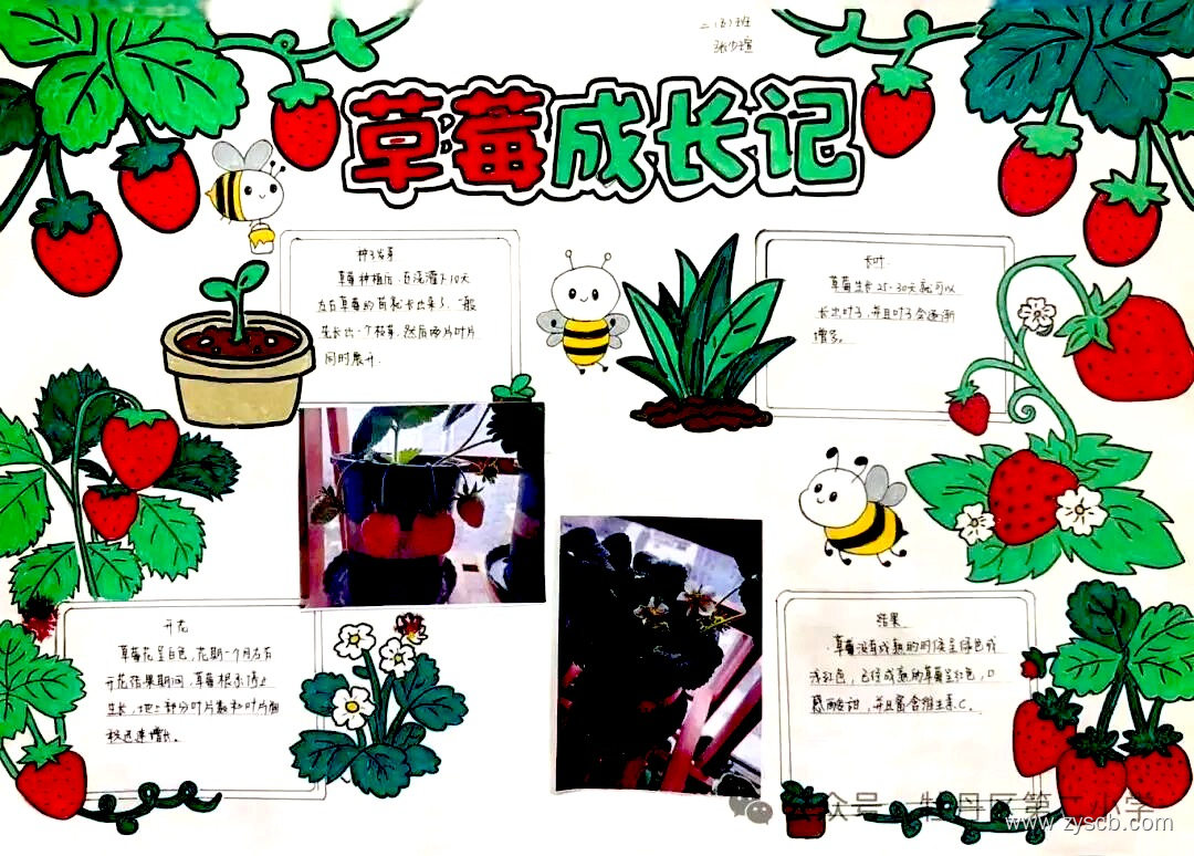 “我的植物朋友”小学生手抄报图片-第5张
