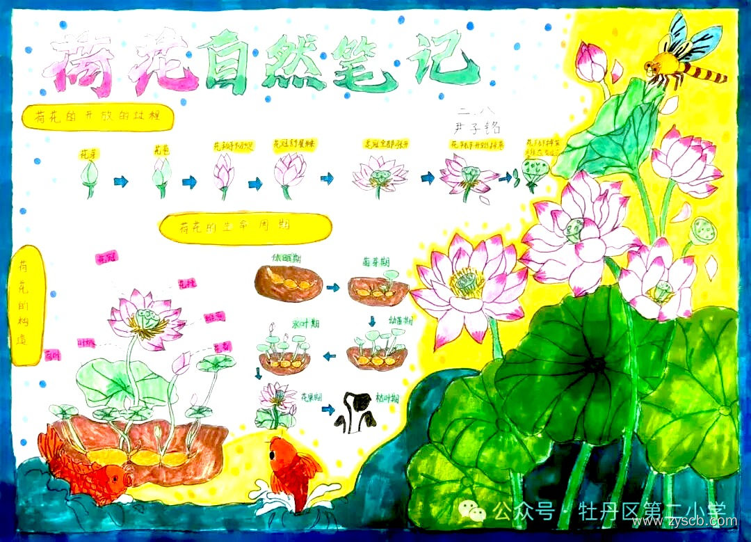 “我的植物朋友”小学生手抄报图片-第4张
