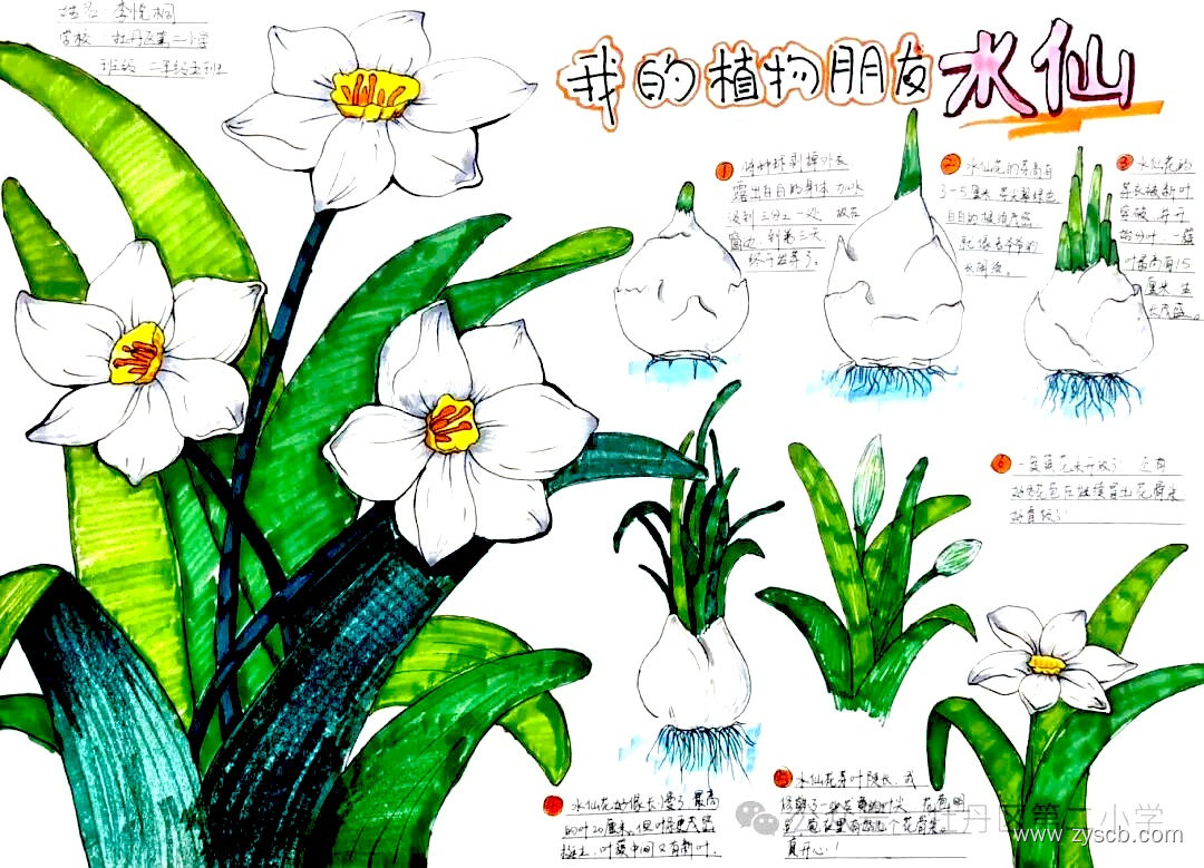 “我的植物朋友”小学生手抄报图片-第3张