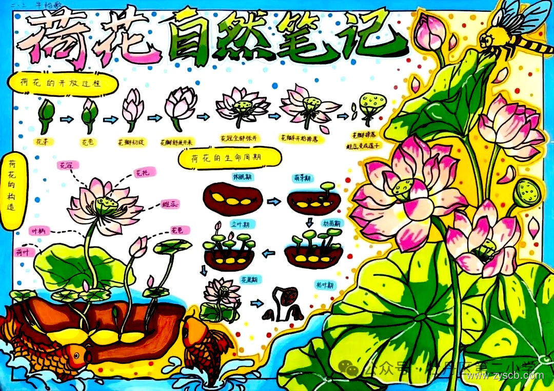 “我的植物朋友”小学生手抄报图片-第1张