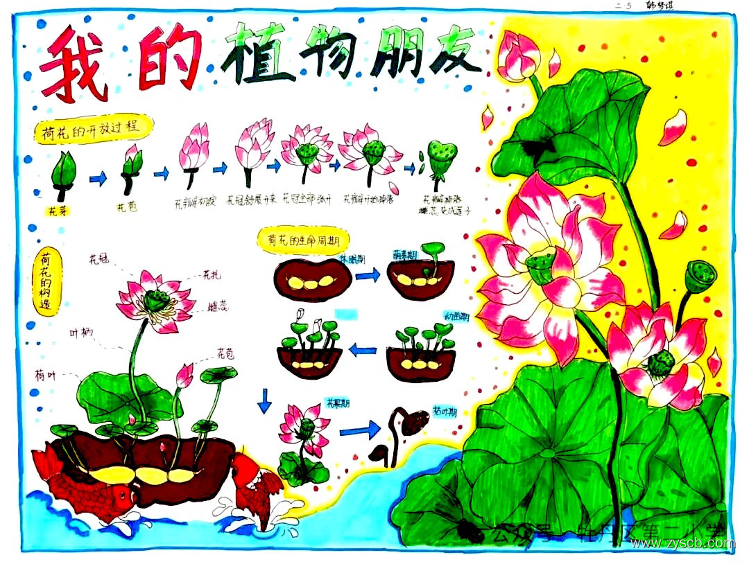 “我的植物朋友”小学生手抄报图片-第6张