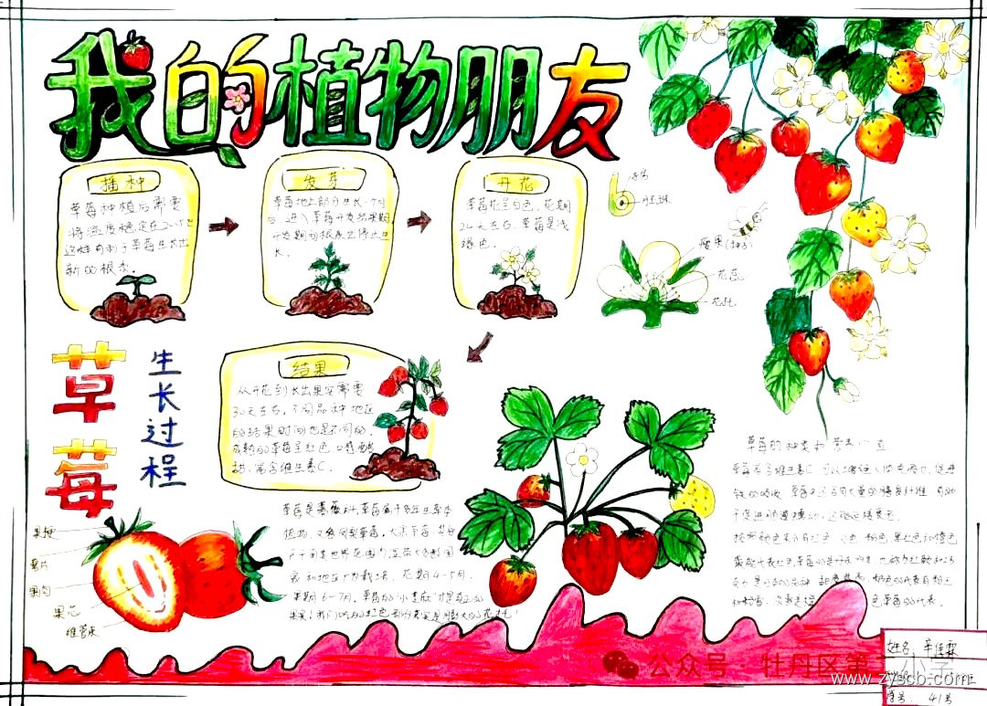 “我的植物朋友”小学生手抄报图片-第2张