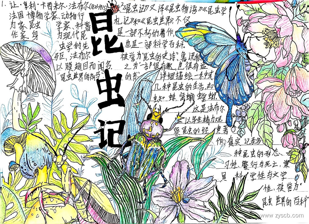 名著阅读之《昆虫记》高清手抄报作品-第3张