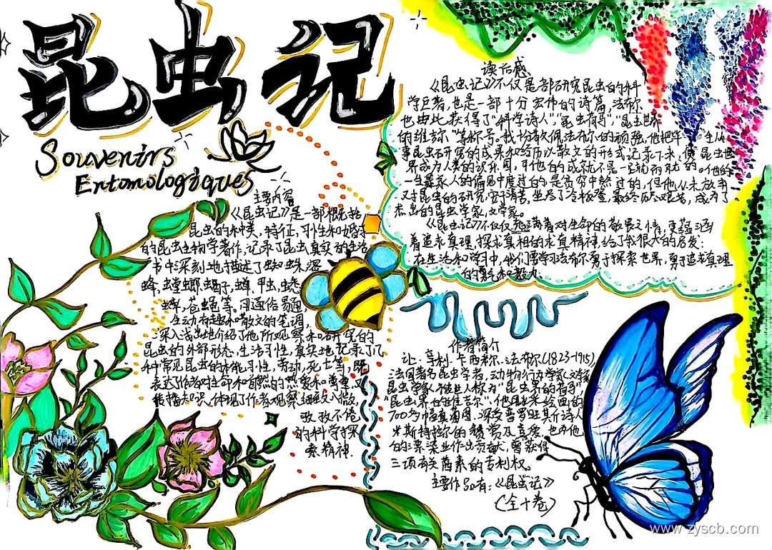 名著阅读之《昆虫记》高清手抄报作品-第4张