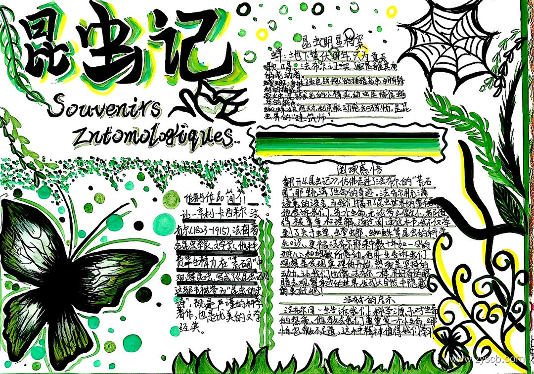 名著阅读之《昆虫记》高清手抄报作品-第5张